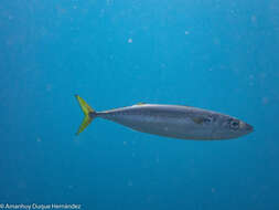 Image of Atlantic Chub Mackerel