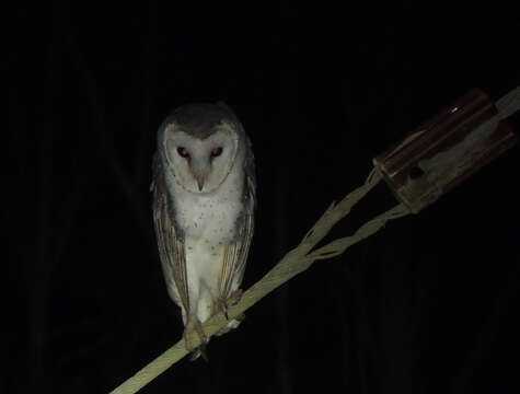 Image de Tyto alba delicatula (Gould 1837)