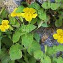 Image of liverwort monkeyflower