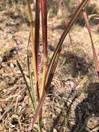 Imagem de Heteropogon triticeus (R. Br.) Stapf ex Craib