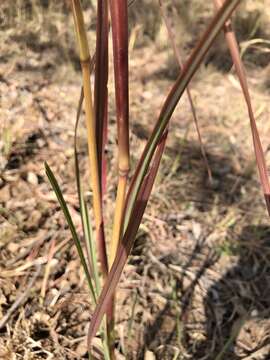 Image of Heteropogon triticeus (R. Br.) Stapf ex Craib