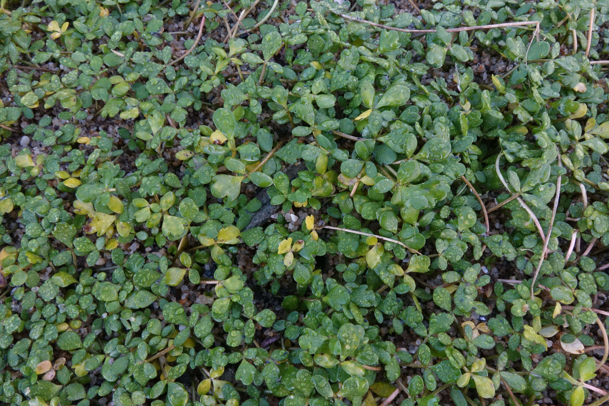 Image of Ranunculus acaulis Banks & Soland.