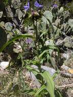 Image de Tradescantia edwardsiana Tharp