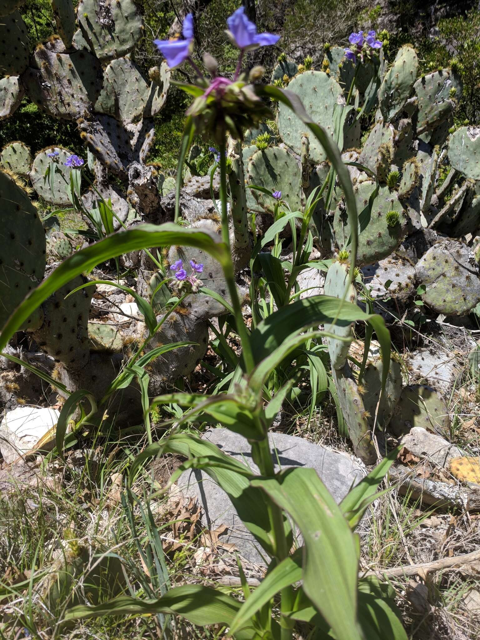 Image of Plateau Spiderwort