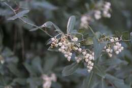 Слика од Arbutus andrachnoides Link