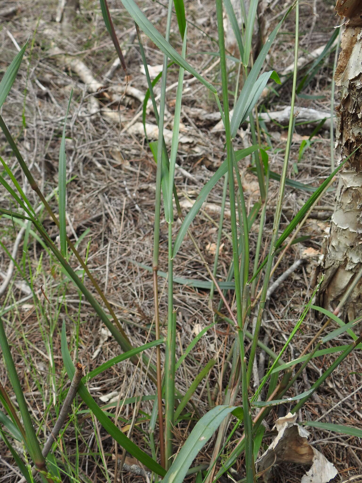 Image of Digitaria parviflora (R. Br.) Hughes