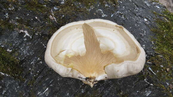 Image of Pleurotus calyptratus (Lindblad ex Fr.) Sacc. 1887