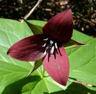 Imagem de Trillium sulcatum T. S. Patrick