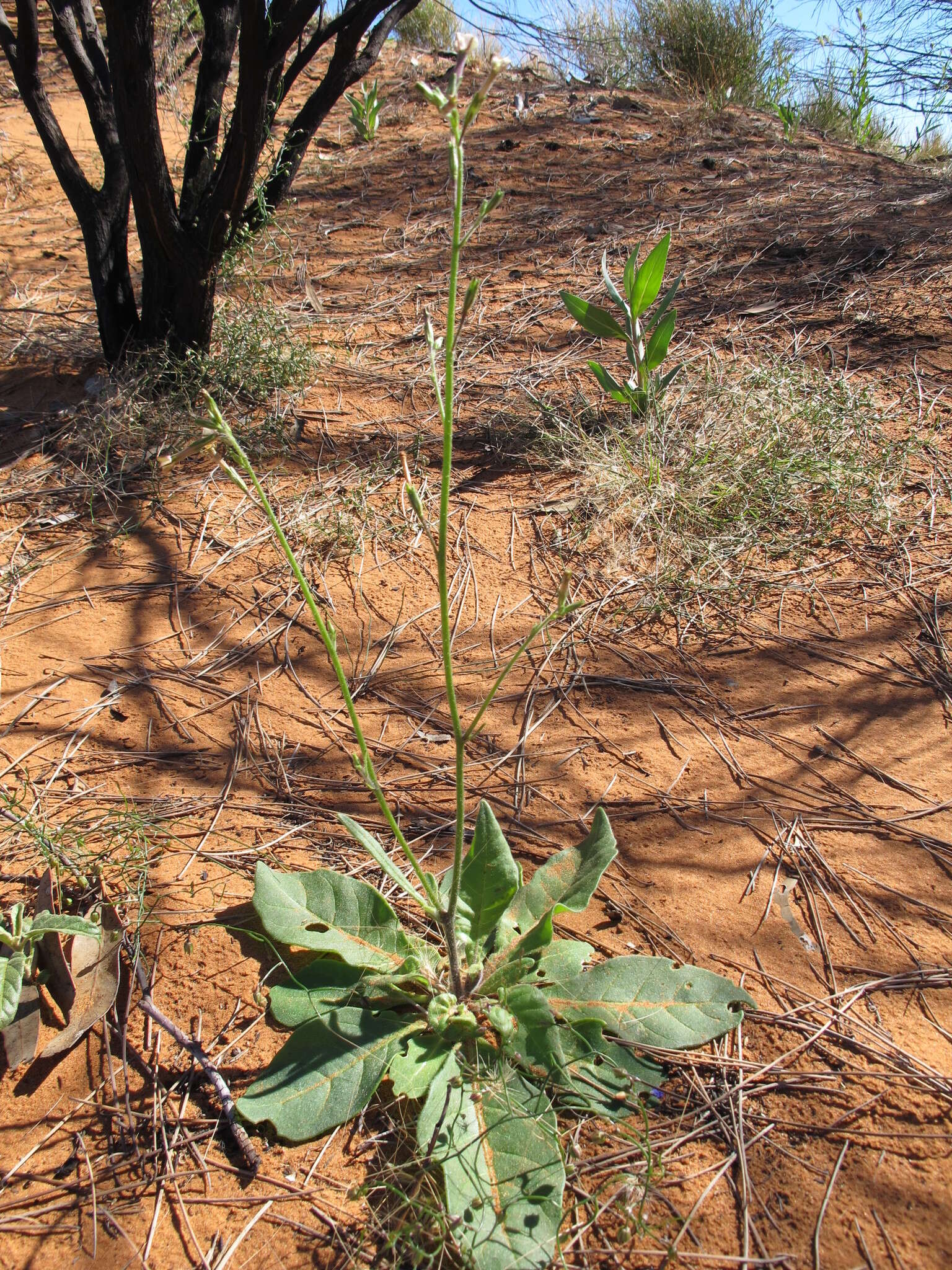 Image of velvet tobacco