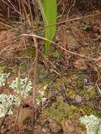 Image of Lachenalia bolusii W. F. Barker