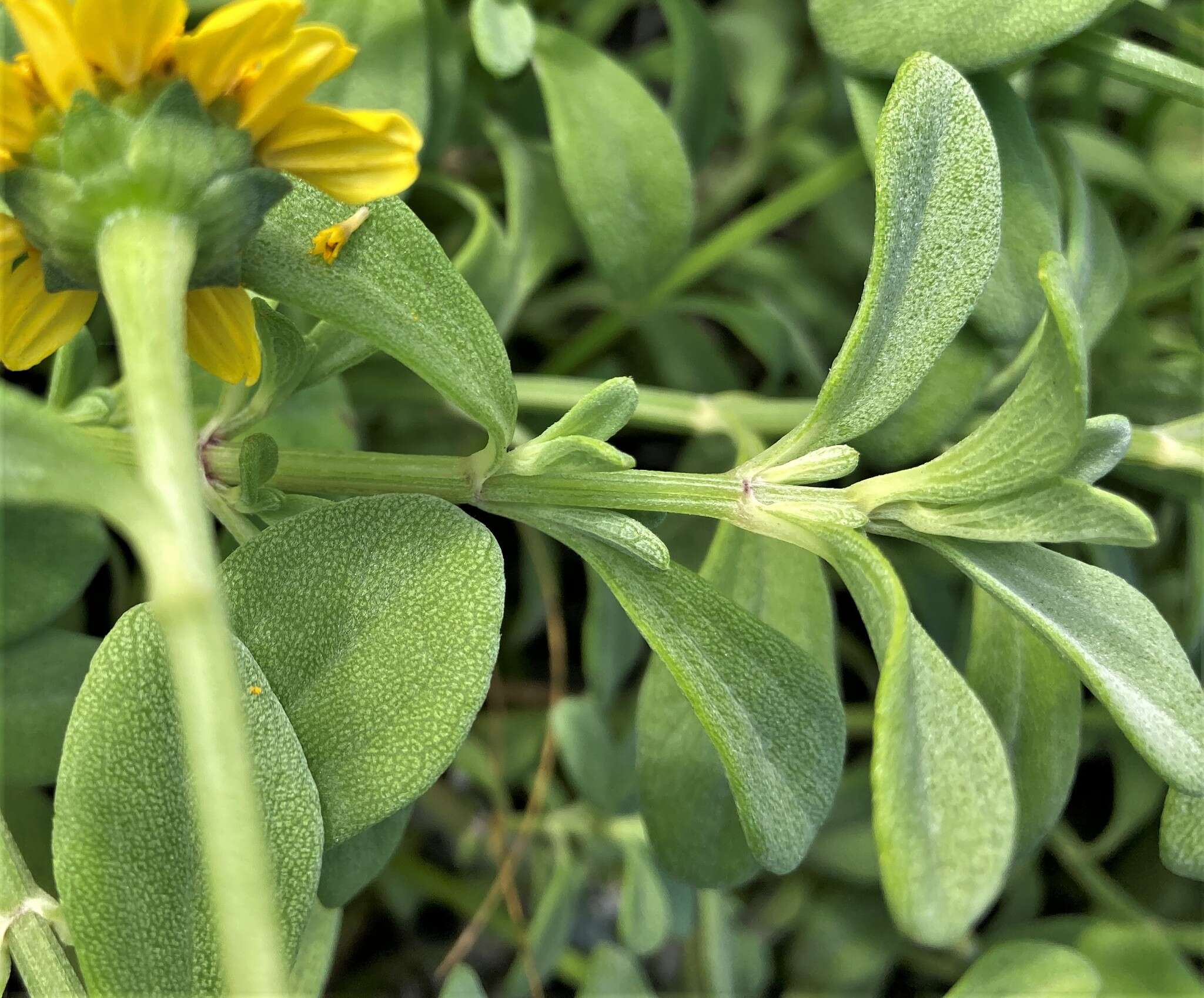 صورة Wollastonia integrifolia (Nutt.) Orchard