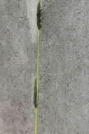 Image of slender dropseed