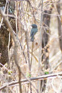 Image of Dwarf Vireo