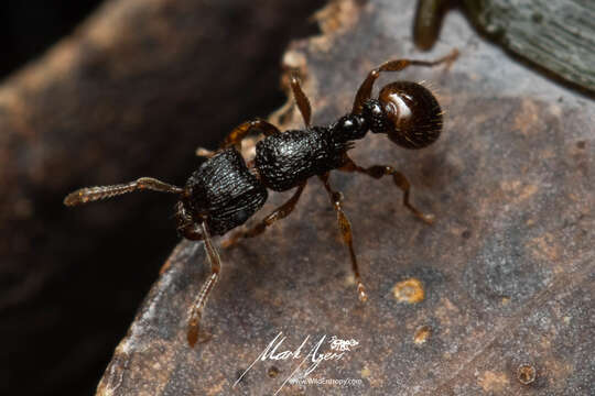 Image of Tetramorium confusum Bolton 1977