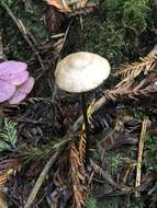 Image of Entoloma bicoloripes (Largent & Thiers) Noordel. & Co-David 2009