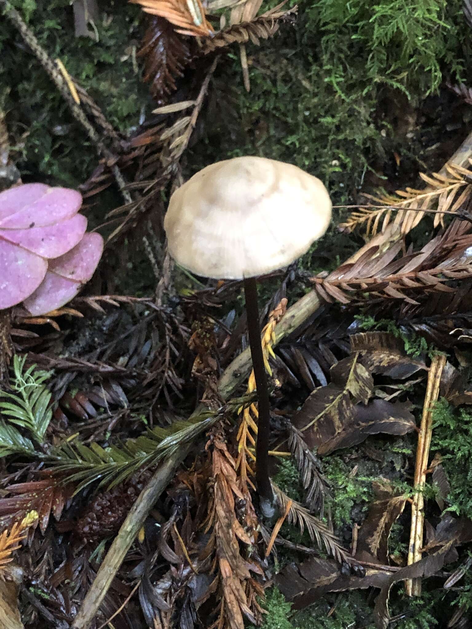 Image of Entoloma bicoloripes (Largent & Thiers) Noordel. & Co-David 2009