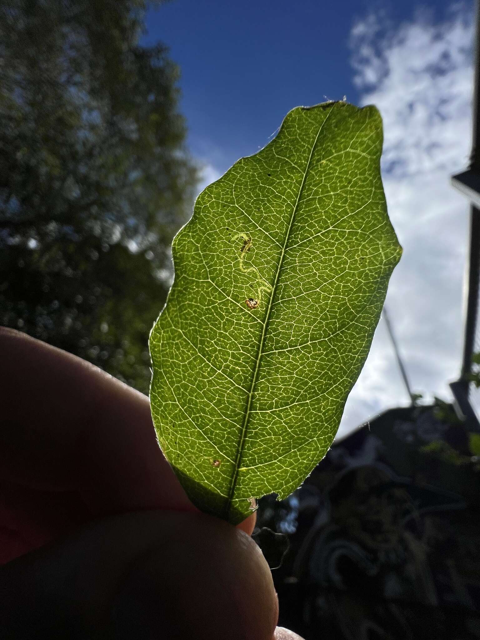 Слика од Leucoptera laburnella Stainton