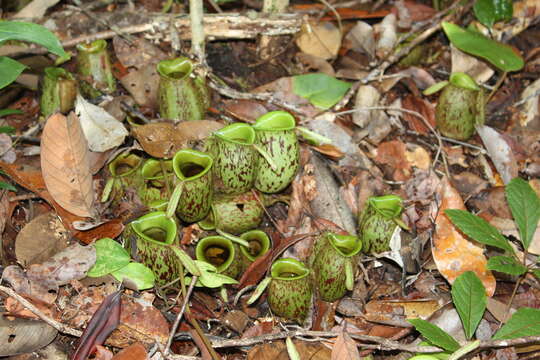 Image of Flask-Shaped Pitcher-Plant