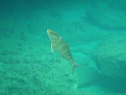 Image of Allied Kingfish