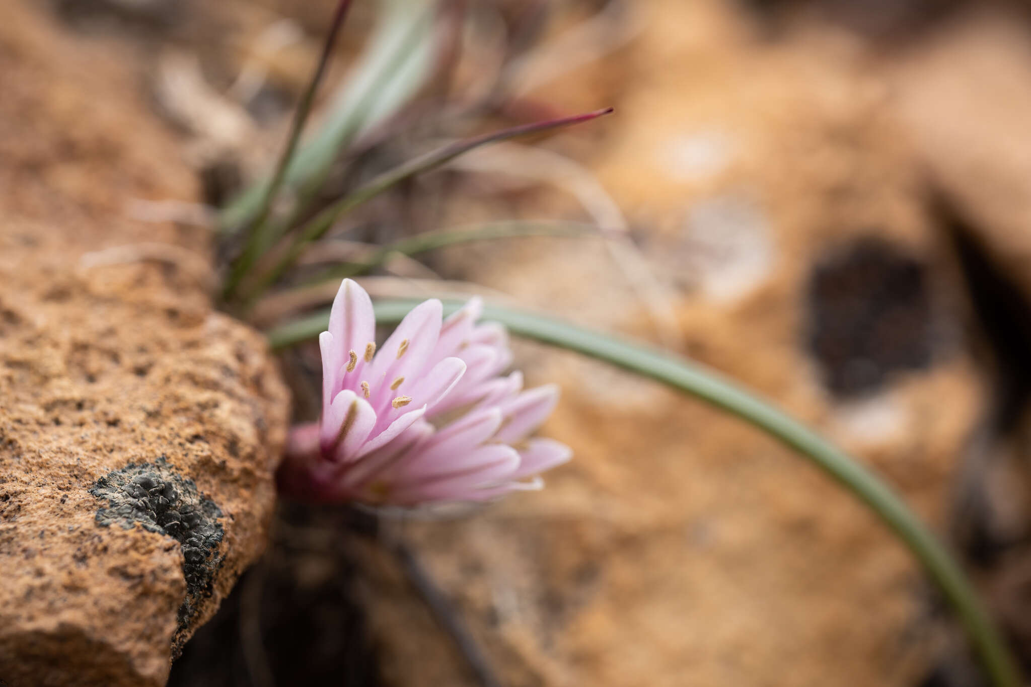 Image of small onion