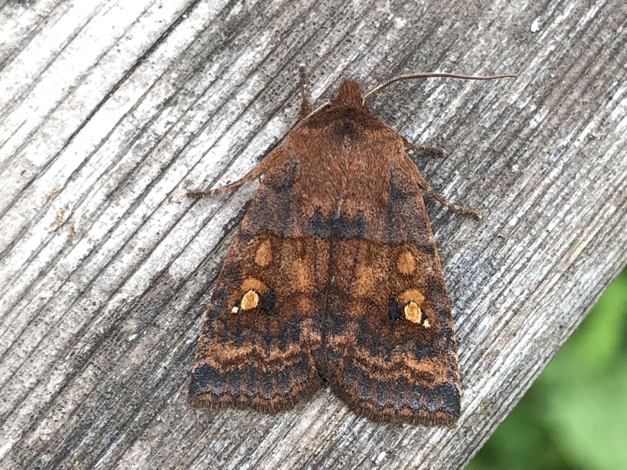 Image of Three-Spotted Sallow