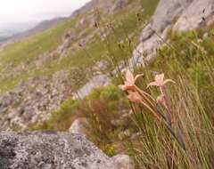 Image of Gladiolus cylindraceus G. J. Lewis