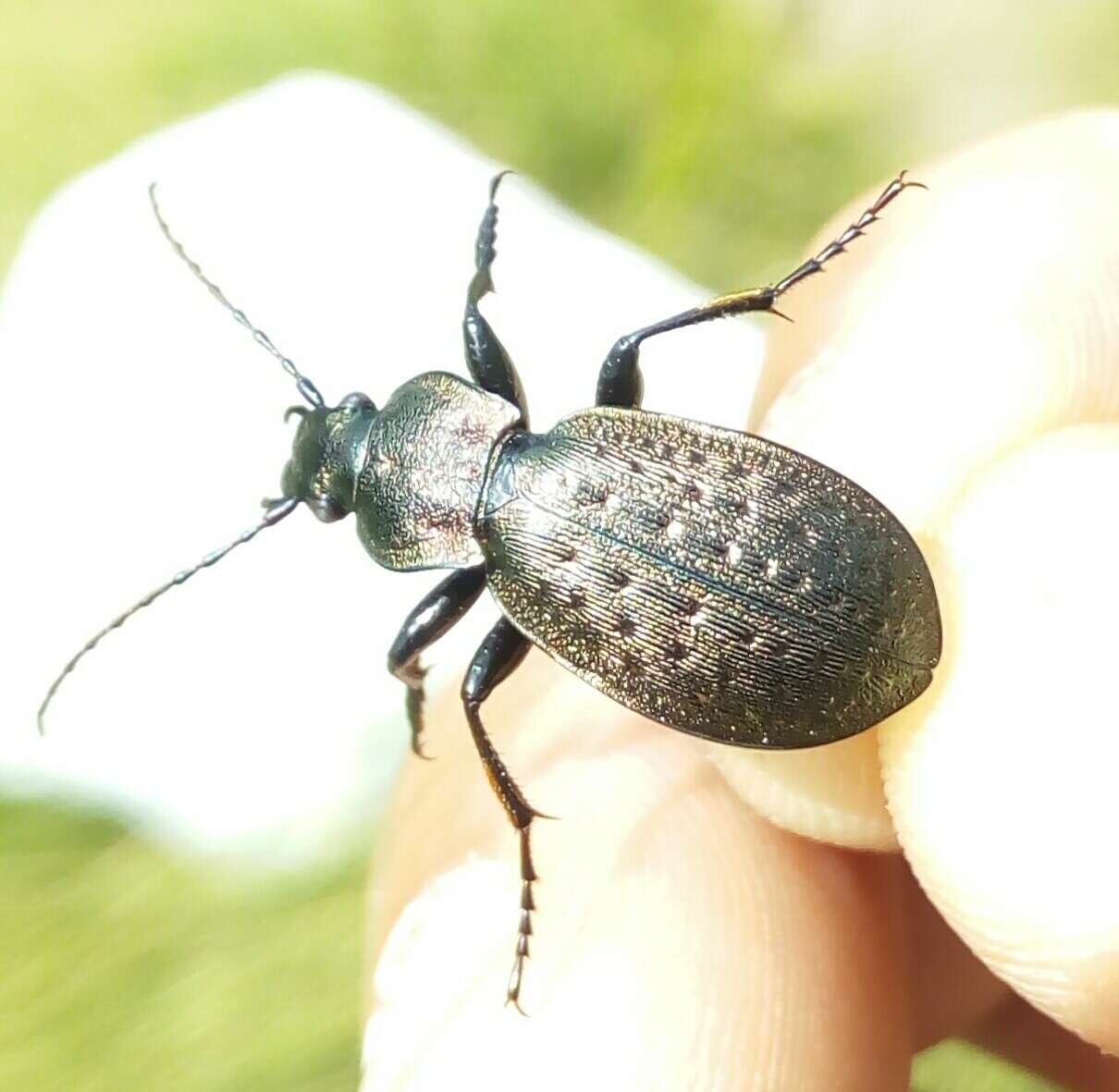 Image of Carabus (Orinocarabus) concolor Fabricius 1792