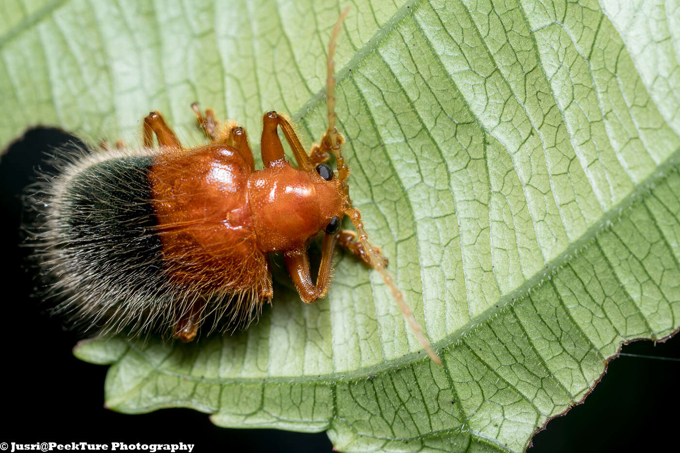 صورة Goniopleura auricoma