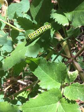 Image of California angelica