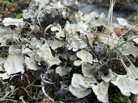 Image of golden asahinea lichen