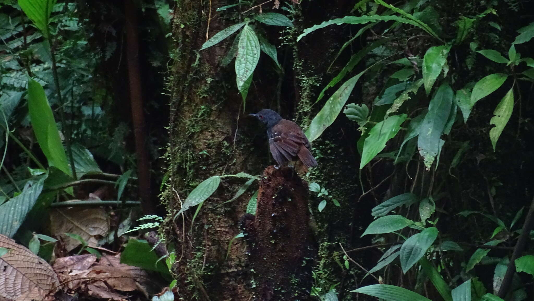Image of Dull-mantled Antbird