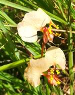 Image of Commelina reptans Brenan