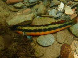 Image of Tangerine Darter