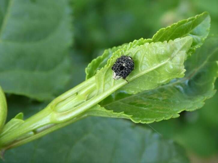 Image of Figwort weevil