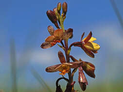 Image de Eulophia tenella Rchb. fil.