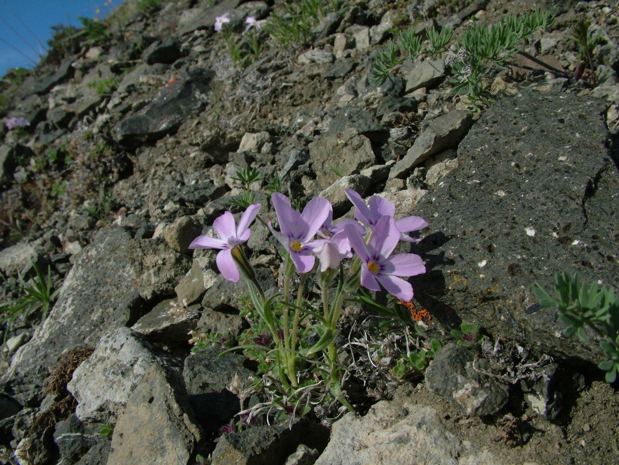 Imagem de Phlox sibirica L.