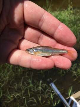 Image of Sand Shiner