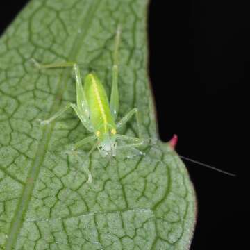 Image of southern oak bush-cricket