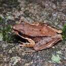 Image of Concave-eared Torrent Frog
