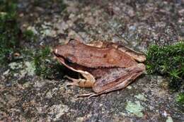 Image of Concave-eared Torrent Frog