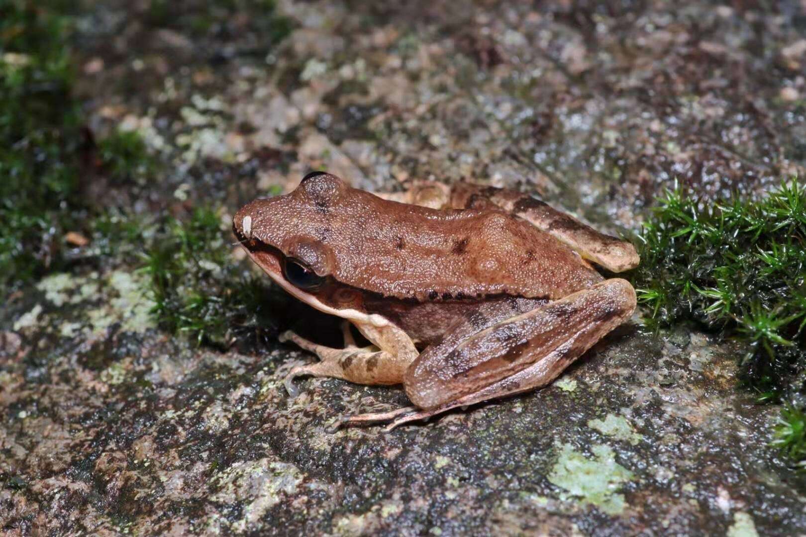 Image of Concave-eared Torrent Frog