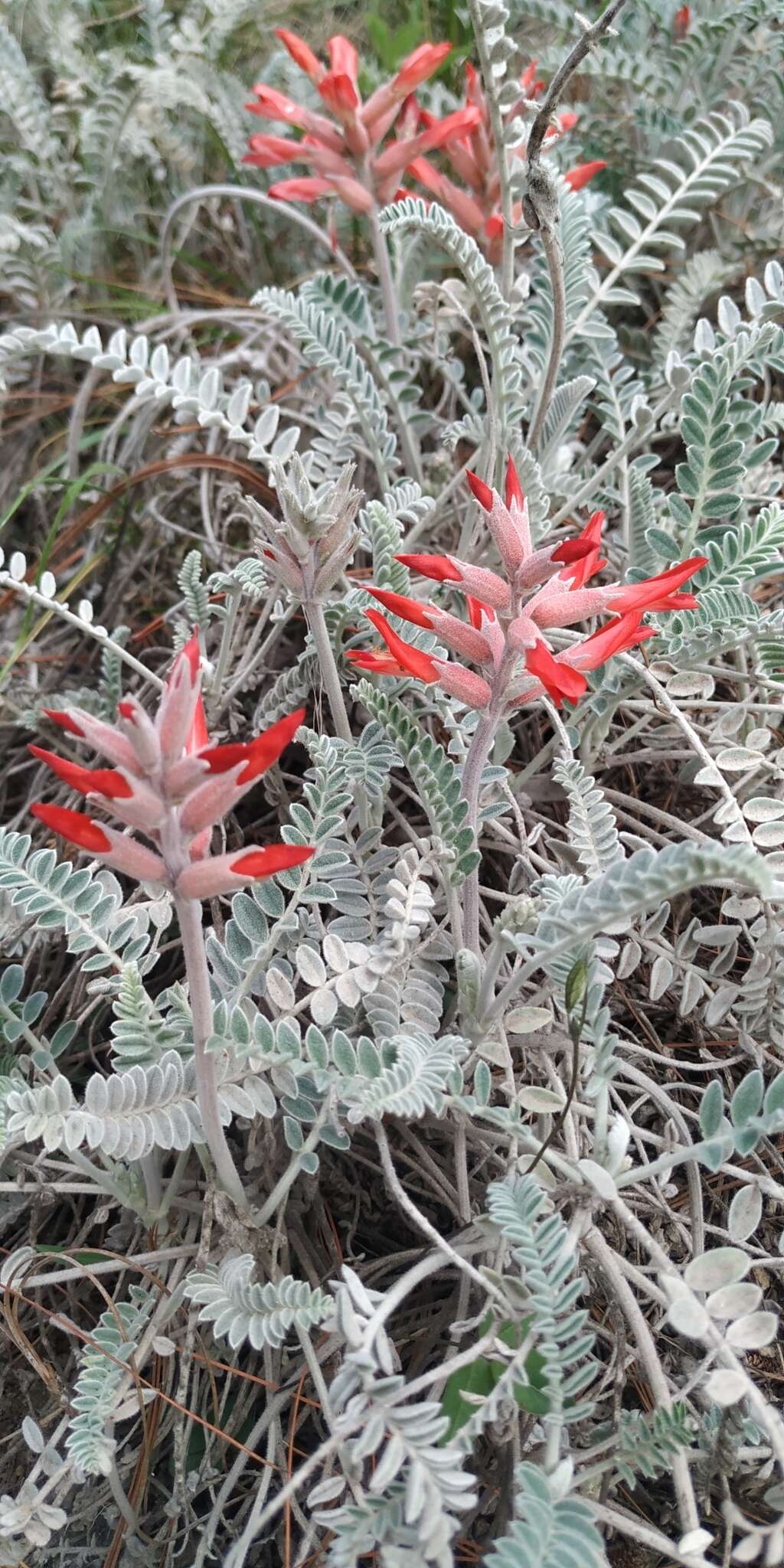 Imagem de Astragalus helleri Fenzl