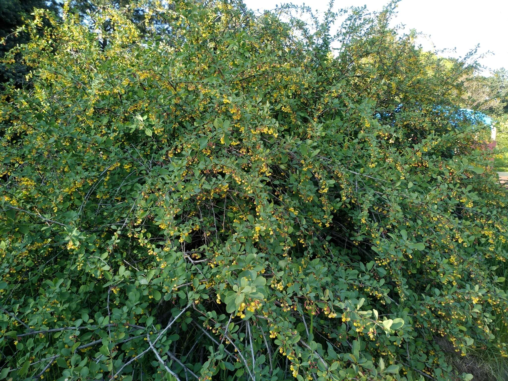 Imagem de Berberis heteropoda Schrenk