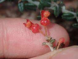 Image of Grevillea crassifolia Domin