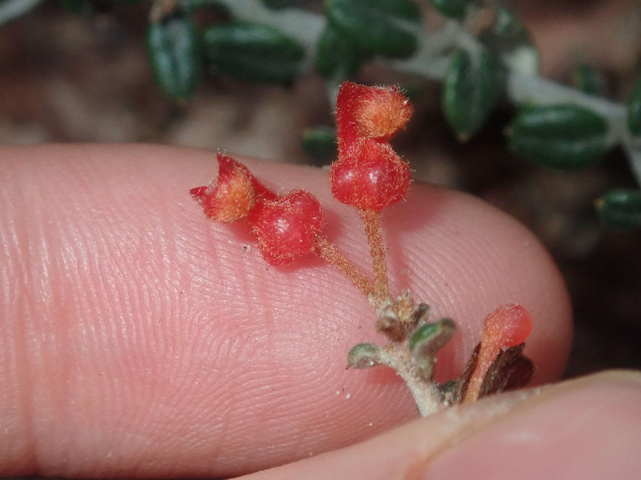 Image of Grevillea crassifolia Domin