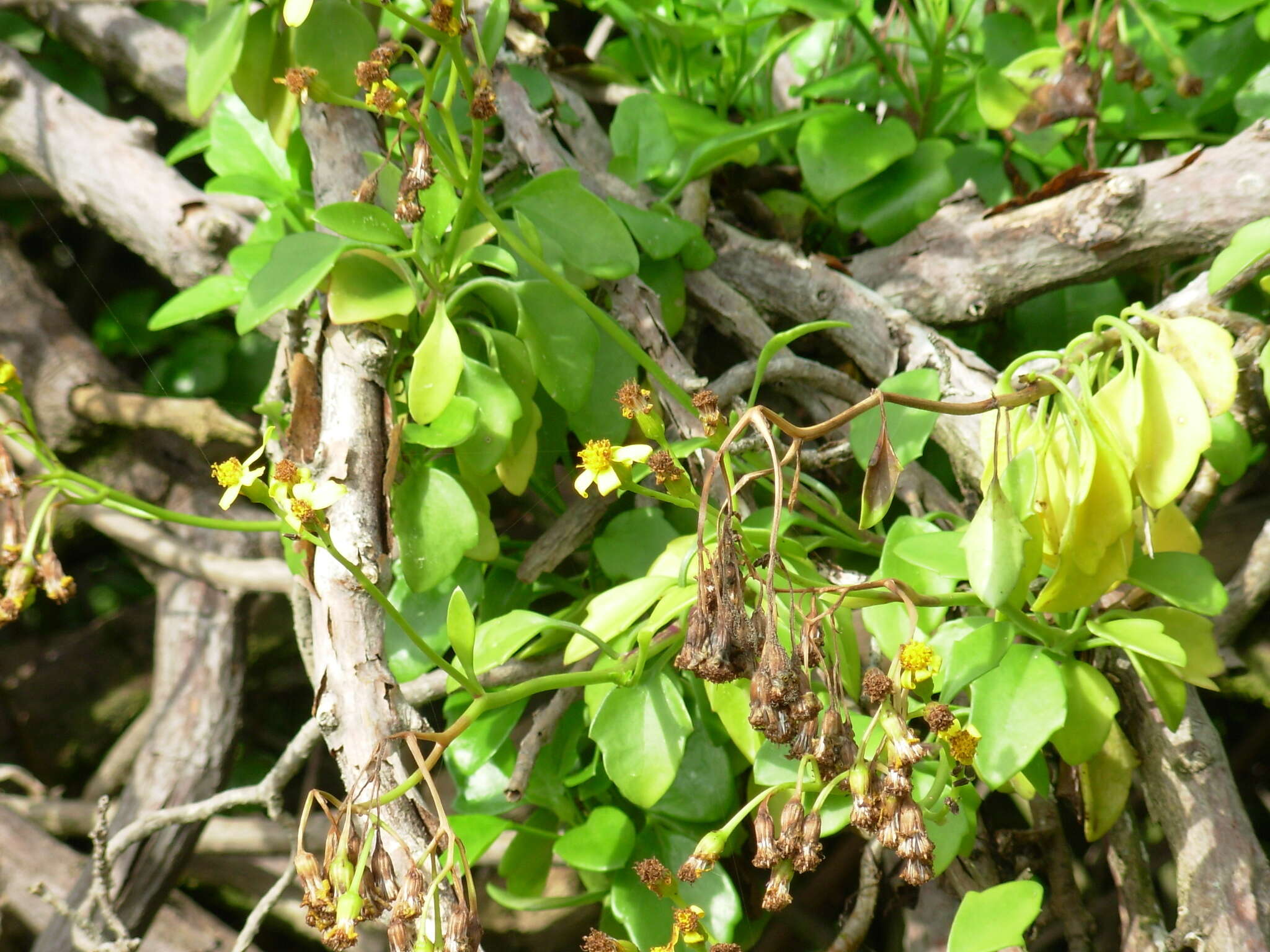 Plancia ëd Senecio angulatus L. fil.