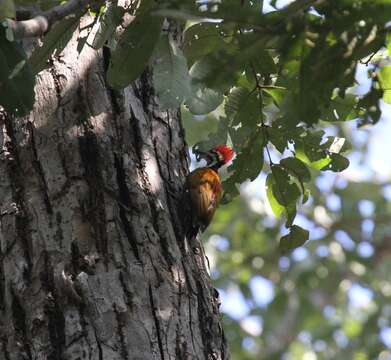 Image of Himalayan Flameback