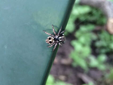 Image of Twinflagged Jumping Spider