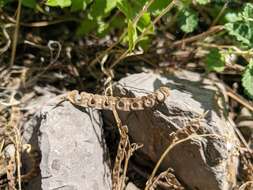 Sivun Hippocrepis ciliata Willd. kuva