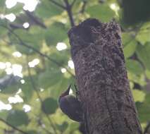 Image of Ashy Woodpecker